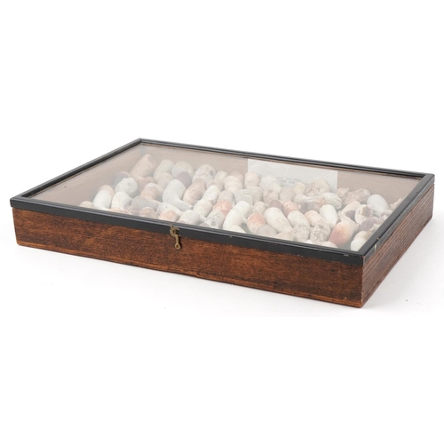 1324 - Large collection of antique clay tobacco smoking pipes and bowls arranged in a glazed display case i... 