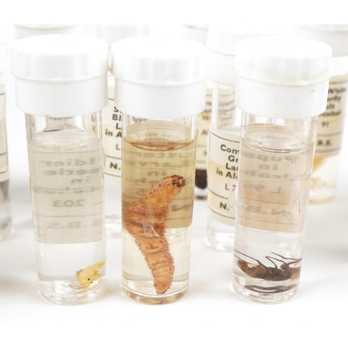 366 - Collection of natural history and taxidermy  interest insects housed in test tubes and pots, some ar... 