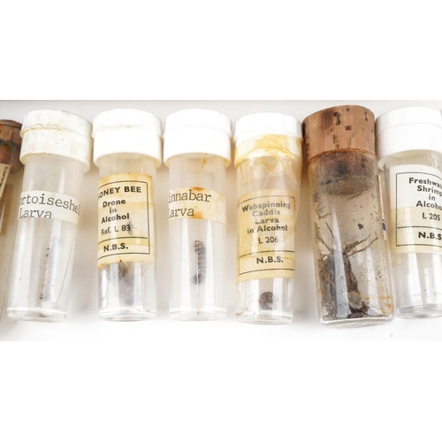 366 - Collection of natural history and taxidermy  interest insects housed in test tubes and pots, some ar... 