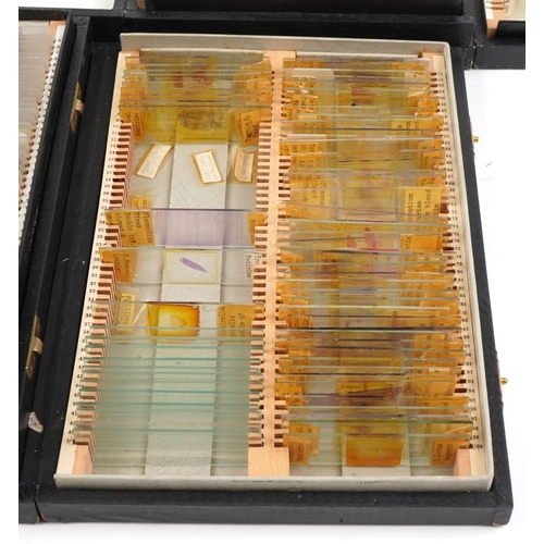 363 - Large collection of scientific microscopic prepared glass slides arranged in four cases including tr... 