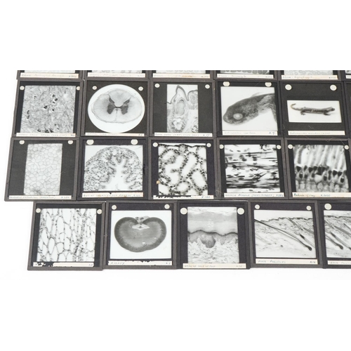 365 - Large collection of natural history and scientific interest magic lantern glass slides housed in a h... 