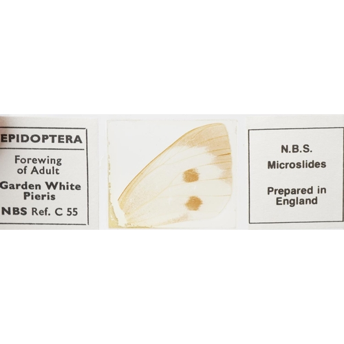 364 - Collection of scientific microscopic prepared glass slides and various accessories, the slides inclu... 