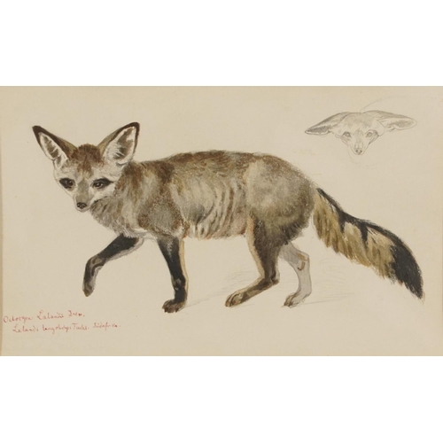 175 - Richard Fuchs - Bat Eared Fox, inscribed pencil and watercolour, Appleby Bros label verso, mounted, ... 