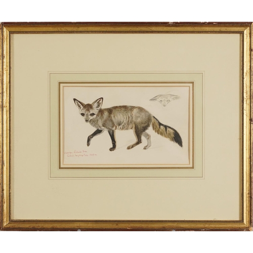 175 - Richard Fuchs - Bat Eared Fox, inscribed pencil and watercolour, Appleby Bros label verso, mounted, ... 