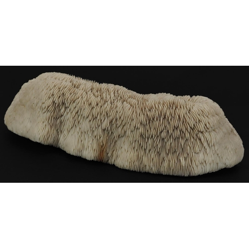 235 - Large natural history interest coral specimen, 33cm wide