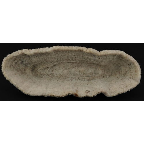 235 - Large natural history interest coral specimen, 33cm wide