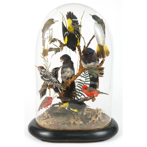 Victorian taxidermy display of exotic birds housed under a glass dome with ebonised base, 58cm high
