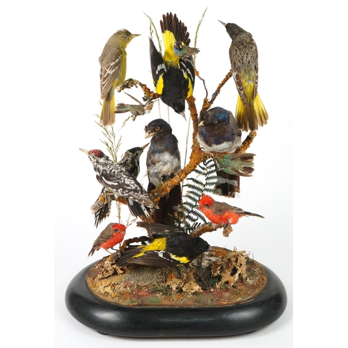 177 - Victorian taxidermy display of exotic birds housed under a glass dome with ebonised base, 58cm high