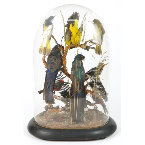 177 - Victorian taxidermy display of exotic birds housed under a glass dome with ebonised base, 58cm high