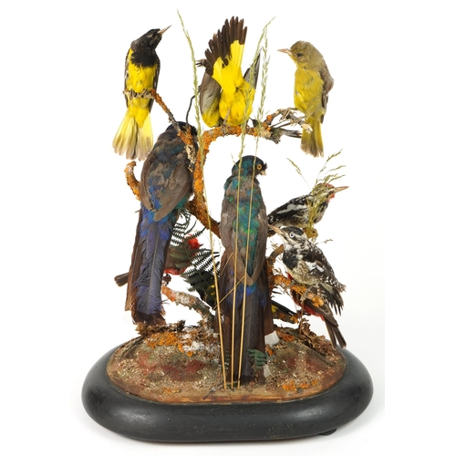 177 - Victorian taxidermy display of exotic birds housed under a glass dome with ebonised base, 58cm high