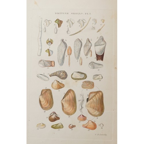 1506 - Selby's Illustrated Index of British Shells, hardback book with coloured plates by G B Selby London,... 