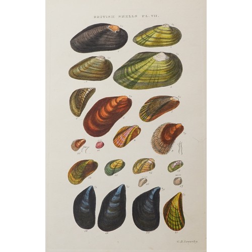 1506 - Selby's Illustrated Index of British Shells, hardback book with coloured plates by G B Selby London,... 