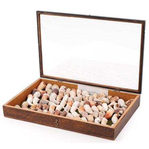 103 - Large collection of antique clay tobacco smoking pipes and bowls arranged in a glazed display case i... 