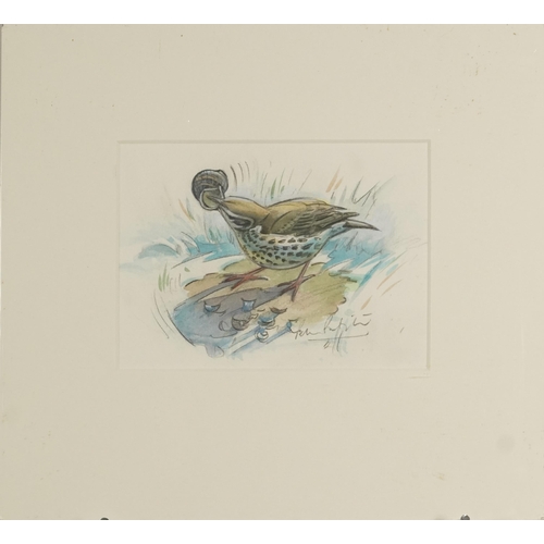 1160 - Bird with snail, watercolour, mounted, unframed, 18cm x 13cm excluding the mount