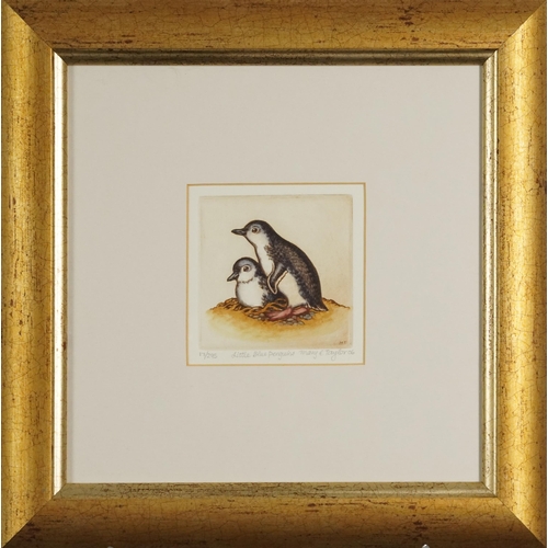 1120 - Mary E Taylor 2007 - Kiwi I, Blue Penguins and Fantail, three pencil signed etchings in colour, moun... 