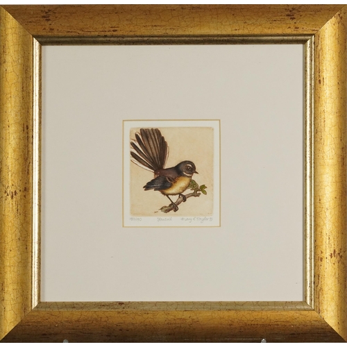 1120 - Mary E Taylor 2007 - Kiwi I, Blue Penguins and Fantail, three pencil signed etchings in colour, moun... 