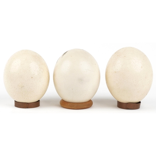 1437 - Three taxidermy and Australian interest ostrich eggs, including one hand painted with an ostrich, ea... 