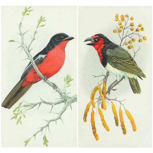 1151 - Bob Finch - Black Collared Barbet and Crimson Breasted Shrike, pair of watercolours, details verso, ... 