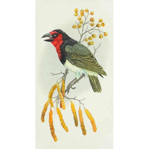 1151 - Bob Finch - Black Collared Barbet and Crimson Breasted Shrike, pair of watercolours, details verso, ... 