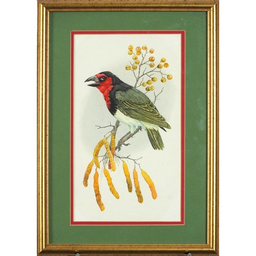 1151 - Bob Finch - Black Collared Barbet and Crimson Breasted Shrike, pair of watercolours, details verso, ... 