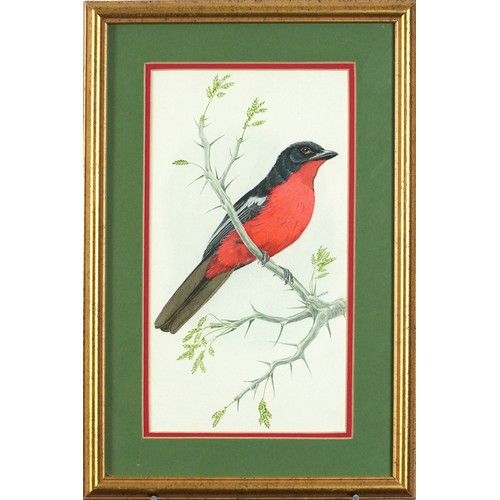 1151 - Bob Finch - Black Collared Barbet and Crimson Breasted Shrike, pair of watercolours, details verso, ... 