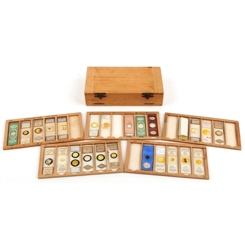 567 - Collection of 19th century and later microscope prepared glass slides housed in a pine case with fiv... 