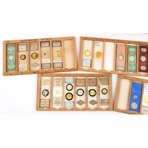 567 - Collection of 19th century and later microscope prepared glass slides housed in a pine case with fiv... 