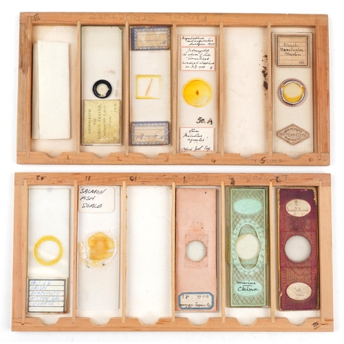 567 - Collection of 19th century and later microscope prepared glass slides housed in a pine case with fiv... 