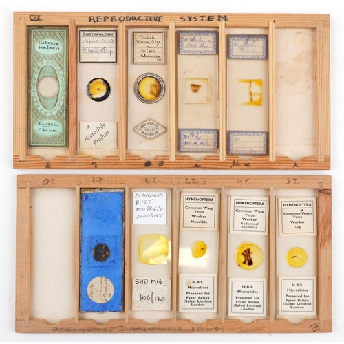 567 - Collection of 19th century and later microscope prepared glass slides housed in a pine case with fiv... 