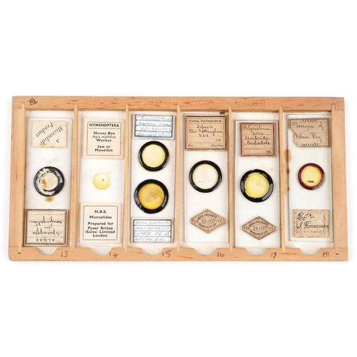 567 - Collection of 19th century and later microscope prepared glass slides housed in a pine case with fiv... 