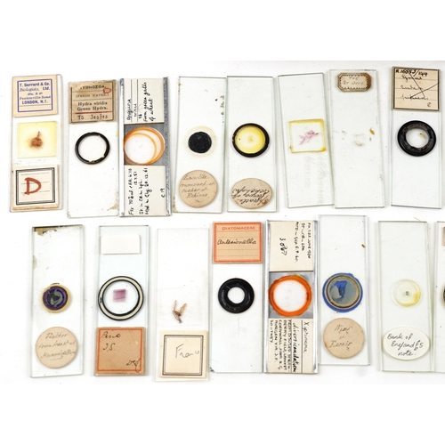 566 - Collection of early 20th century scientific interest microscope prepared glass slides including W Wa... 