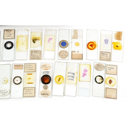 566 - Collection of early 20th century scientific interest microscope prepared glass slides including W Wa... 