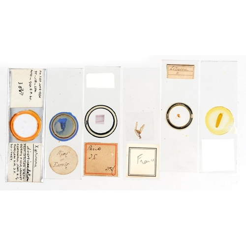 566 - Collection of early 20th century scientific interest microscope prepared glass slides including W Wa... 