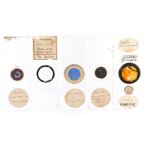 566 - Collection of early 20th century scientific interest microscope prepared glass slides including W Wa... 