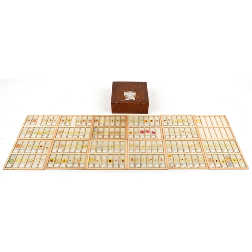 565 - Collection of over one hundred scientific interest physiology microscopen prepared glass slides arra... 