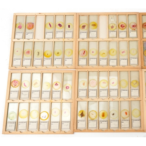 565 - Collection of over one hundred scientific interest physiology microscopen prepared glass slides arra... 