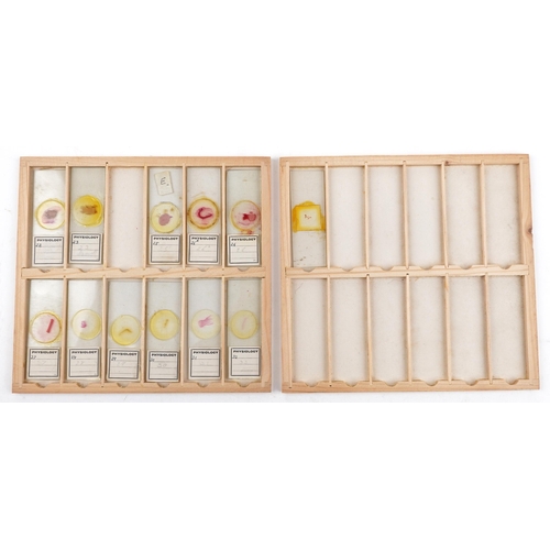 565 - Collection of over one hundred scientific interest physiology microscopen prepared glass slides arra... 