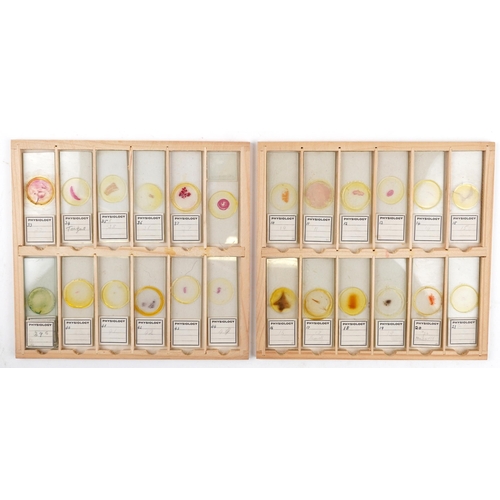 565 - Collection of over one hundred scientific interest physiology microscopen prepared glass slides arra... 