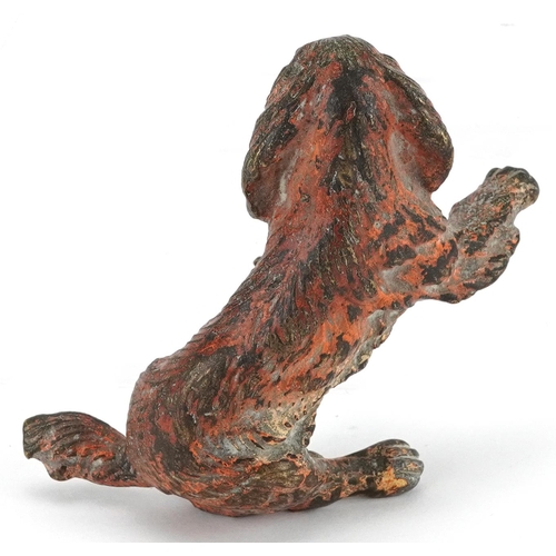 251 - Austrian style cold painted bronze begging dog, 8cm in length