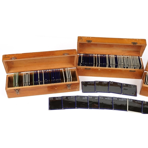 564 - Large collection of social history interest European magic lantern glass slides arranged in three li... 