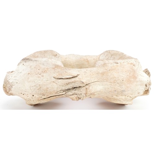 473 - Taxidermy interest vertebra, possibly from a wooly mammoth, 28cm wide