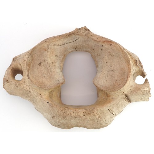 473 - Taxidermy interest vertebra, possibly from a wooly mammoth, 28cm wide