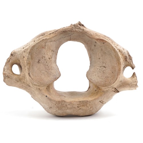 473 - Taxidermy interest vertebra, possibly from a wooly mammoth, 28cm wide