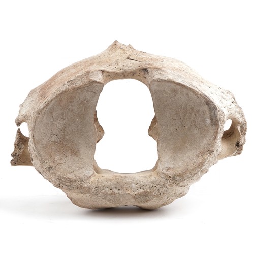 473 - Taxidermy interest vertebra, possibly from a wooly mammoth, 28cm wide