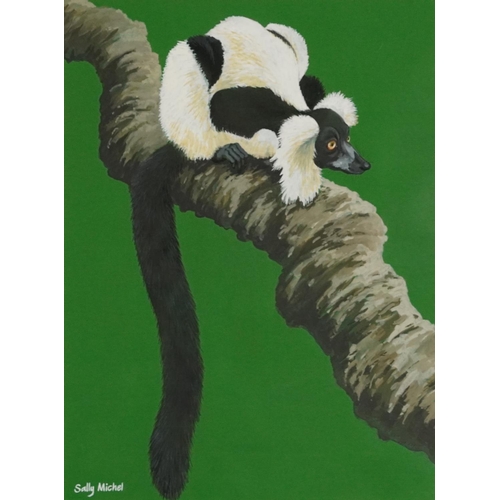 279 - Sally Michel - Black and white ruffled lemur, signed gouache, At the Mall Gallery label verso, mount... 