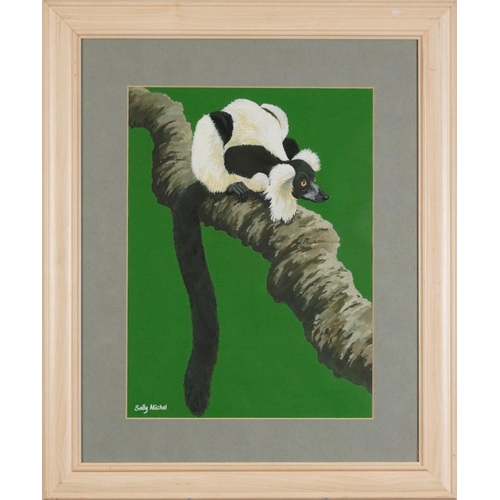 279 - Sally Michel - Black and white ruffled lemur, signed gouache, At the Mall Gallery label verso, mount... 