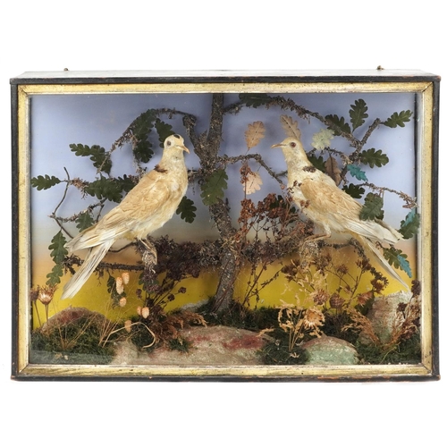 531 - Victorian taxidermy interest display of two collared doves housed in a glazed ebonised case with nat... 