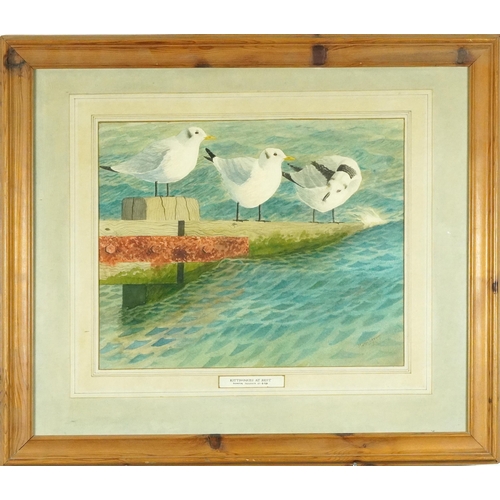 805 - Martin Jenner 1989 - Kittiwakes at Rest, wildlife interest watercolour, mounted, framed and glazed, ... 