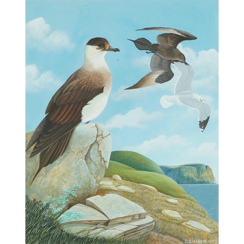 809 - D S Harris 1992 - Coastal scene with gulls, wildlife interest watercolour, mounted, framed and glaze... 