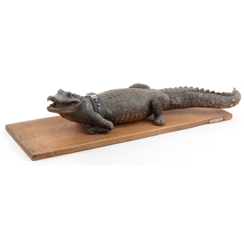 529 - Taxidermy interest crocodile on hardwood base, 94.5cm in length